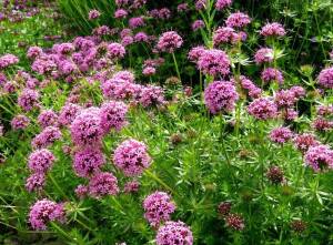 Kozłówka długoszyjkowa Phuopsis stylosa DOSTĘPNA PO 15 CZERWCA 2024