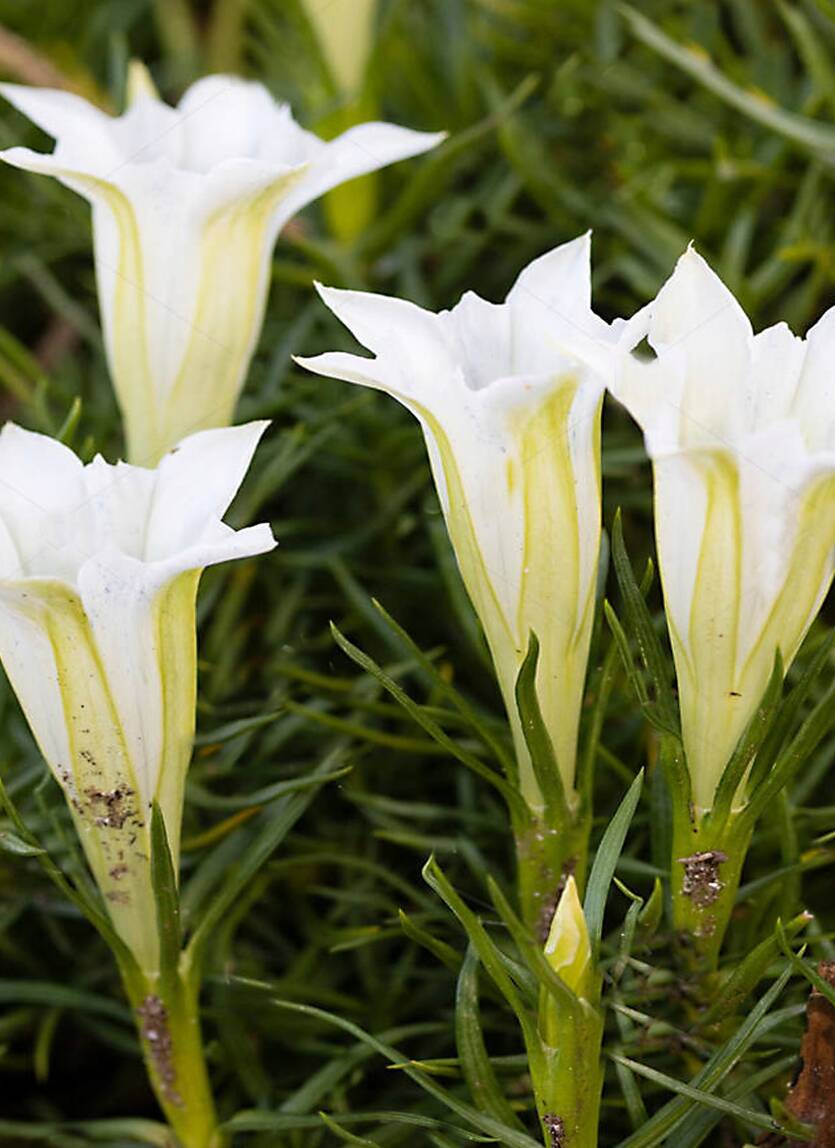 Goryczka chińska 'Alba' Gentiana sino-ornata 'Alba'