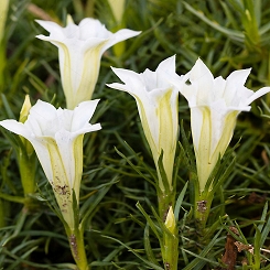 Goryczka chińska 'Alba' Gentiana sino-ornata 'Alba'