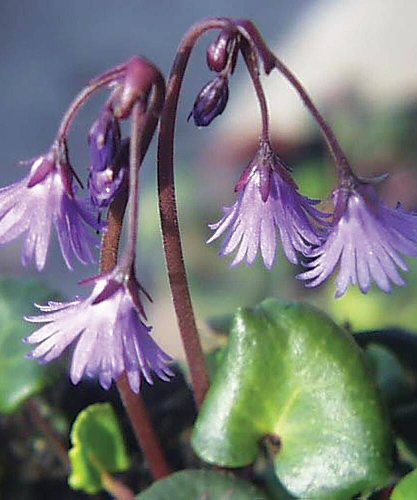 Urdzik górski Soldanella montana