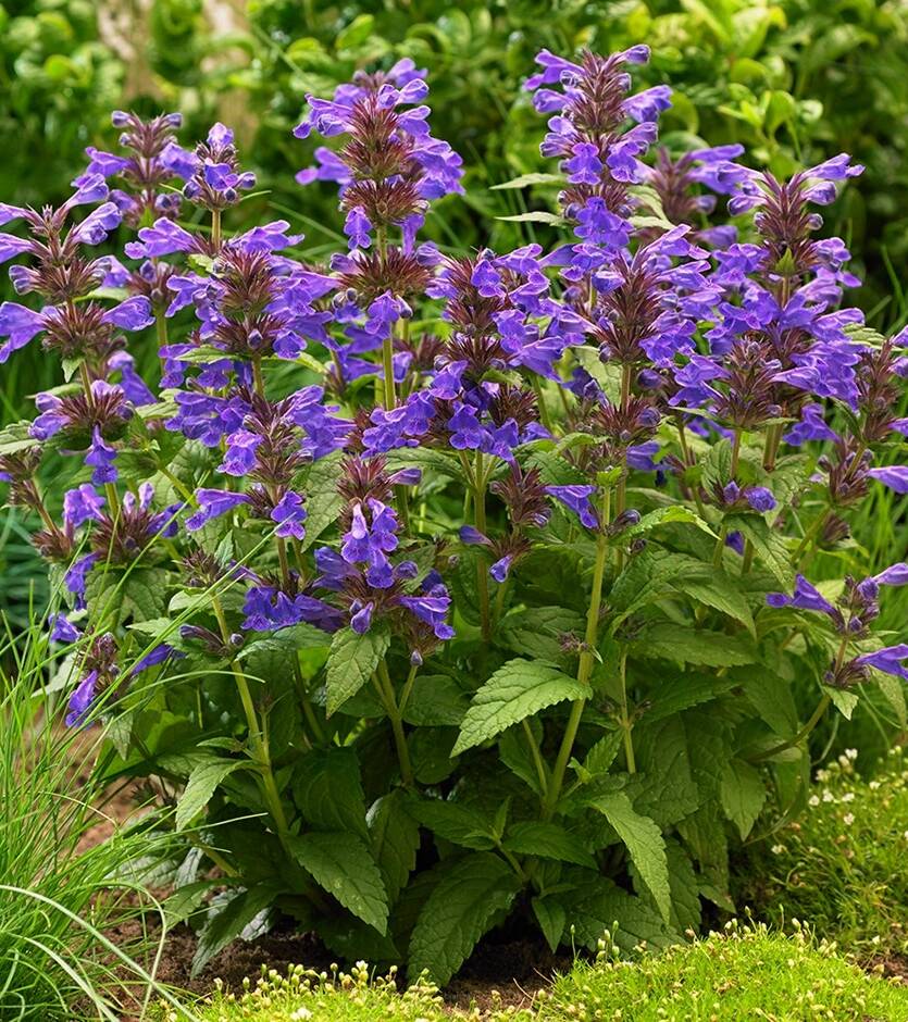 Kocimiętka żyłkowana 'Neptune'  Nepeta nervosa 'Neptune'