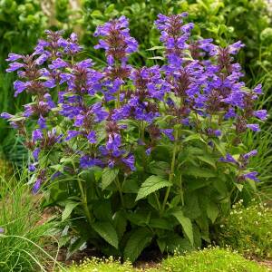 Kocimiętka żyłkowana 'Neptune'  Nepeta nervosa 'Neptune'