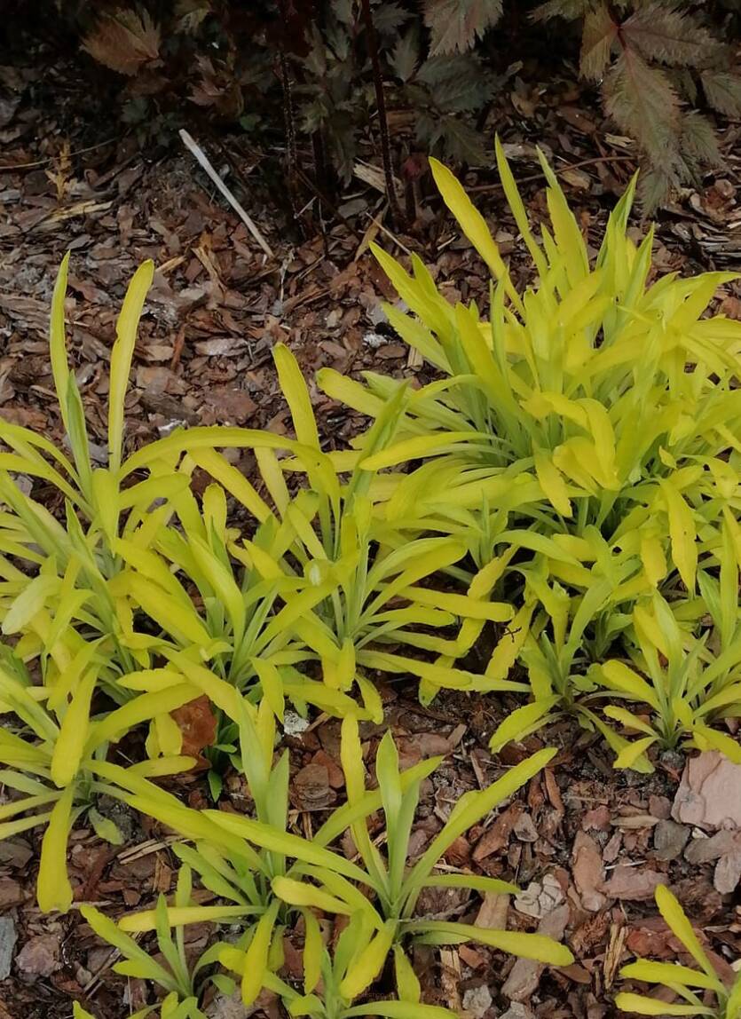 Nawłoć ogrodowa 'Hiddigeigei' Solidago x hybrida 'Hiddigeigei' 