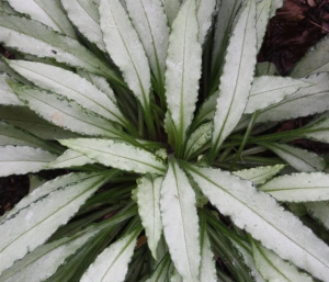 Miodunka ogrodowa 'Silver Bouquet ' Pulmonaria x hybrida 'Silver Bouquet' 