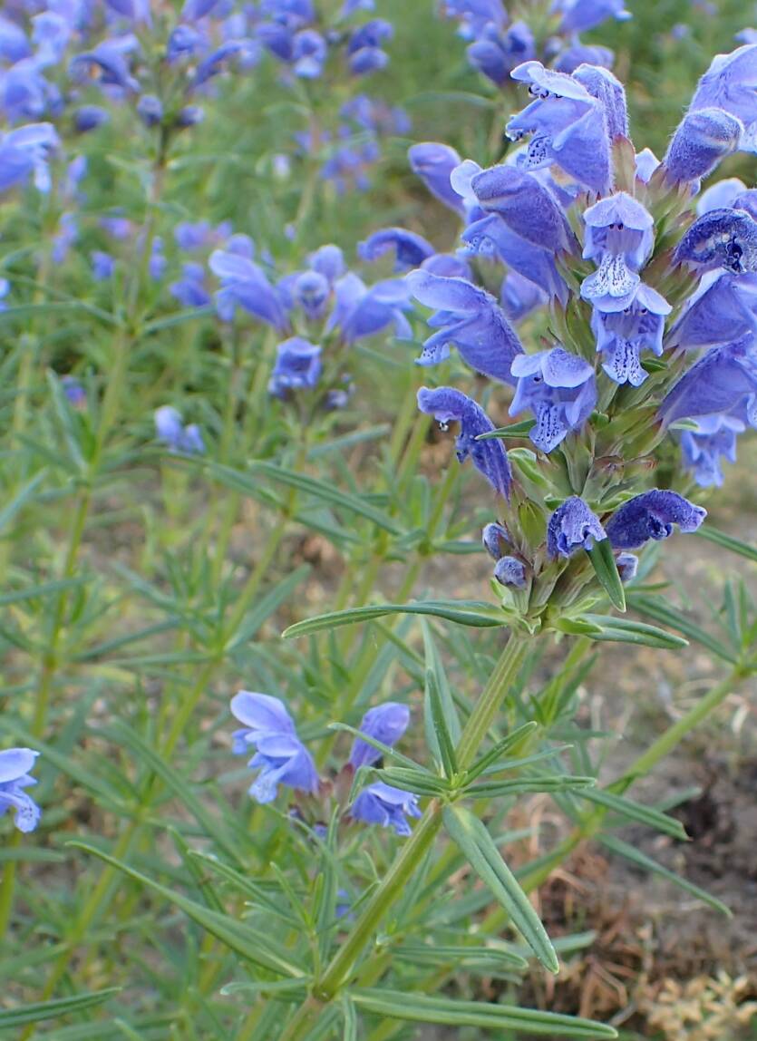 Pszczelnik wąskolistny Dracocephalum ruyschiana