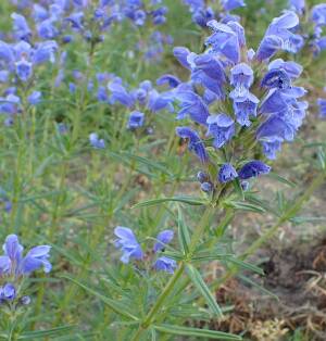 Pszczelnik wąskolistny Dracocephalum ruyschiana