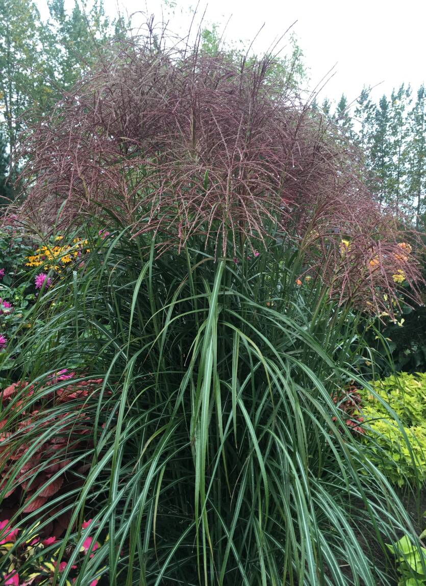 Miskant chiński 'Malepartus' Miscanthus sinensis 'Malepartus'