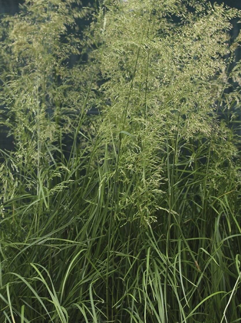 Śmiałek darniowy 'Tardiflora'  Deschampsia ceaspitosa 'Tardiflora'