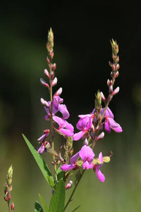 Desmondium kanadyjskie Desmondium canadense