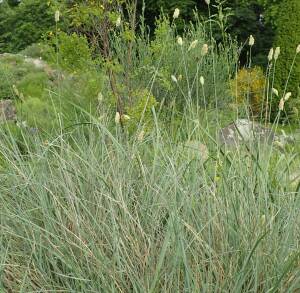 Sesleria srebrzysta Sesleria argentea 