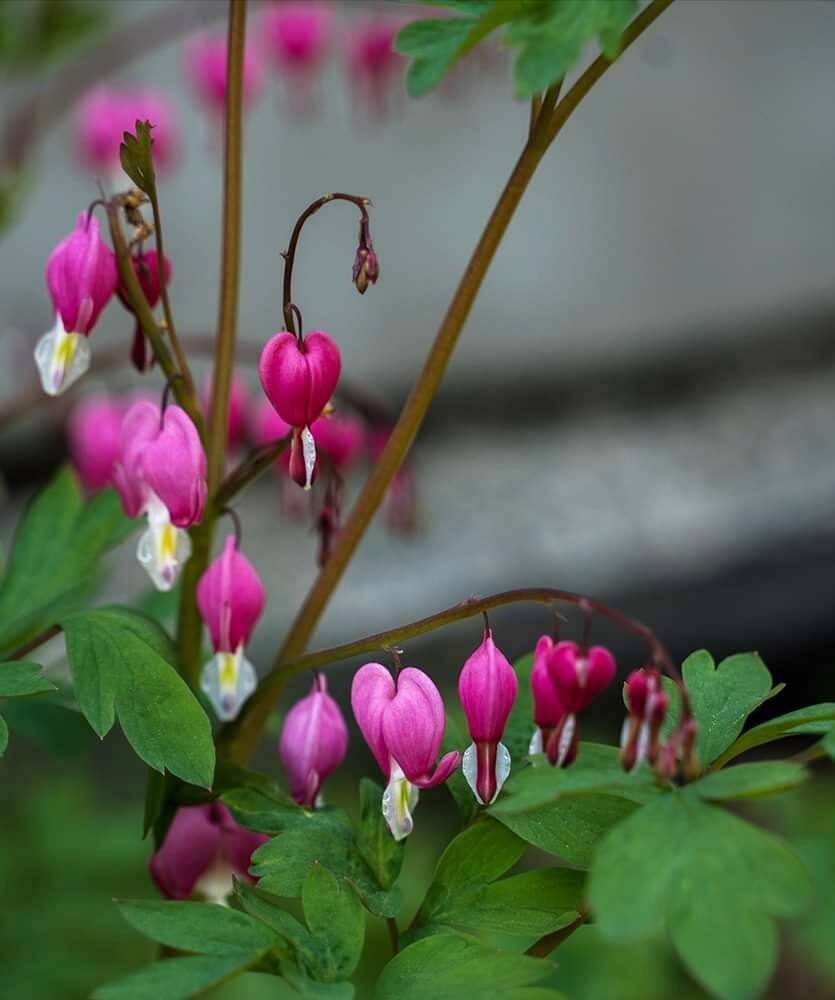 Serduszka okazała Dicentra spectabilis