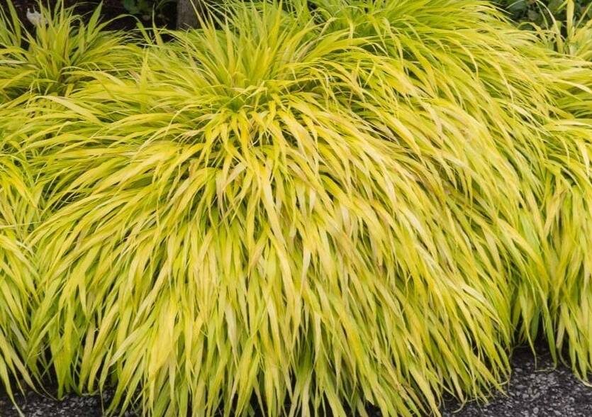 Hakonechloa smukła 'Aureola' Hakonechloa macra 'Aureola'