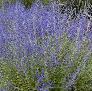 Perovskia łobodolistna 'Little Spire' Perovskia atriplicifolia 'Little Spire' 