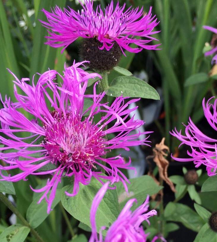 Chaber ogrodowy 'Cara Mia' Centaurea hybrida 'Cara Mia'