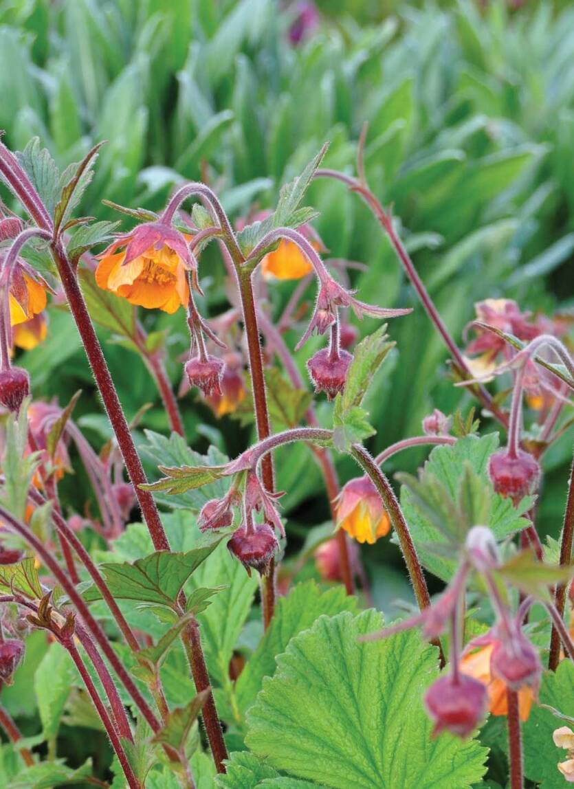 Kuklik zwisły 'Marmalade' Geum rivale 'Marmalade'