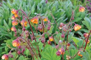 Kuklik zwisły 'Marmalade' Geum rivale 'Marmalade'