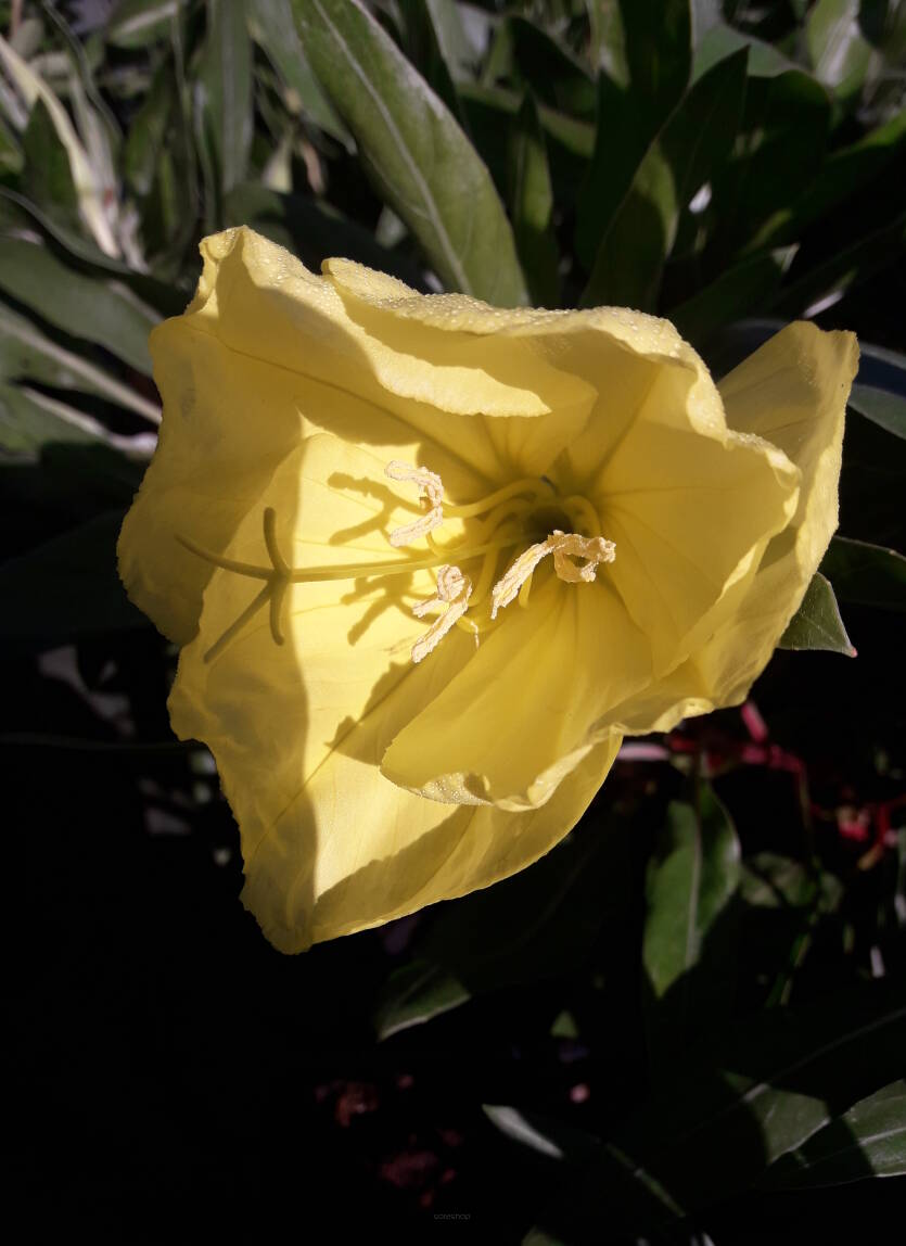 Wiesiołek missuryjski Oenothera missouriensis