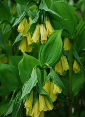 Parnik żółty Disporum flavum