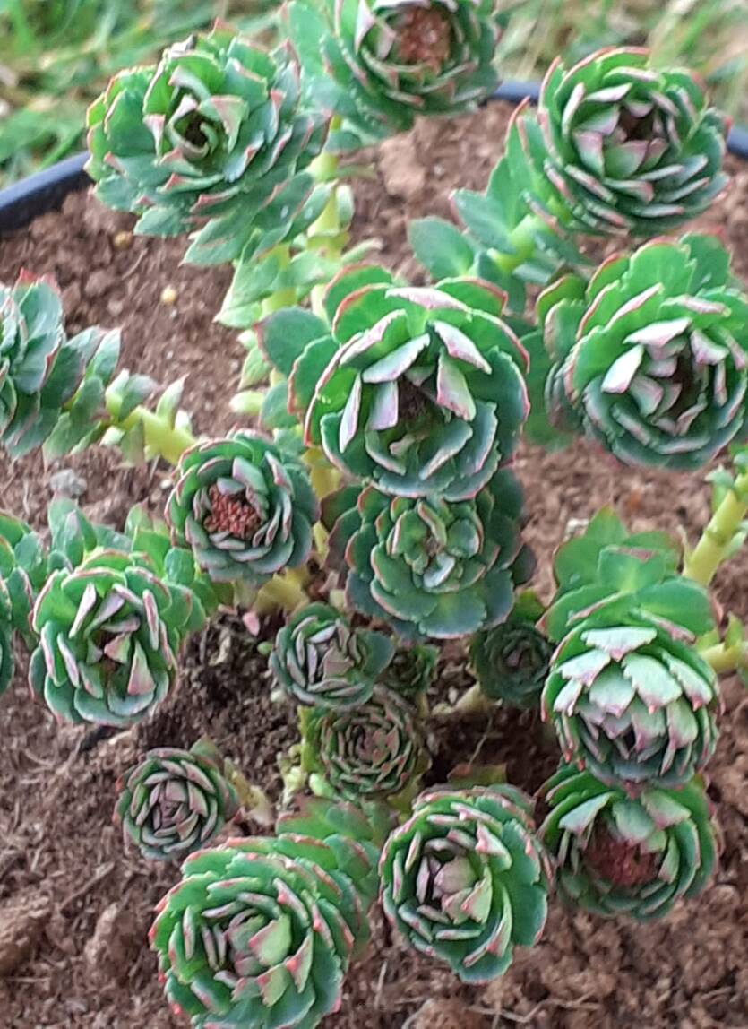 Różeniec górski Rhodiola rosea