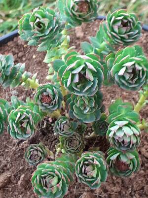 Różeniec górski Rhodiola rosea