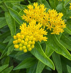 Trojeść bulwiasta 'Hello Yellow' Asclepias tuberosa 'Hello Yellow' 