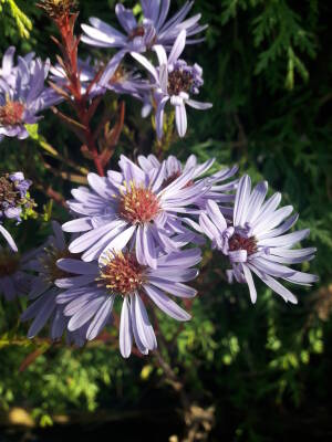Aster gładki Symphyotrichum laevis