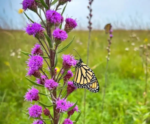 Liatra ligulistylis Liatris ligulistylis