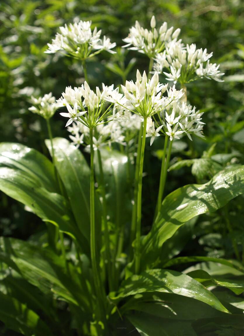 Czosnek niedźwiedzi Allium ursinum