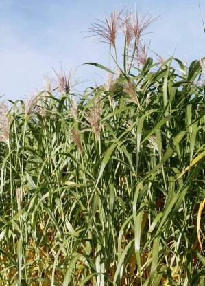 Miskant olbrzymi 'Aksel Olsen' Miscanthus giganteus 'Aksel Olsen'