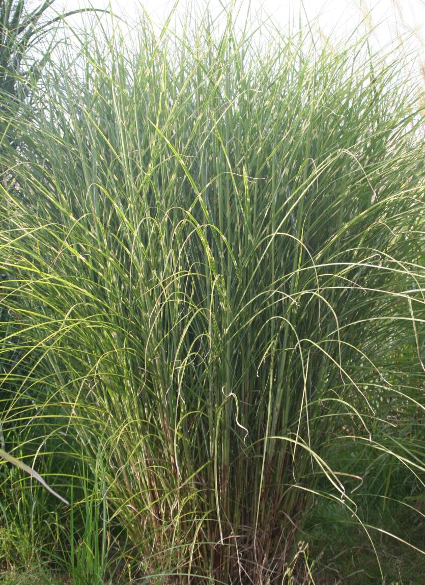 Miskant chiński 'Mysterious Maiden' Miscanthus sinensis 'Mysterious Maiden' 