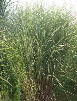 Miskant chiński 'Mysterious Maiden' Miscanthus sinensis 'Mysterious Maiden' 