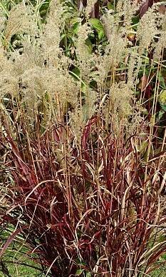 Miskant chiński 'Dronning Ingrid' Miscanthus sinensis 'Dronning Ingrid' 