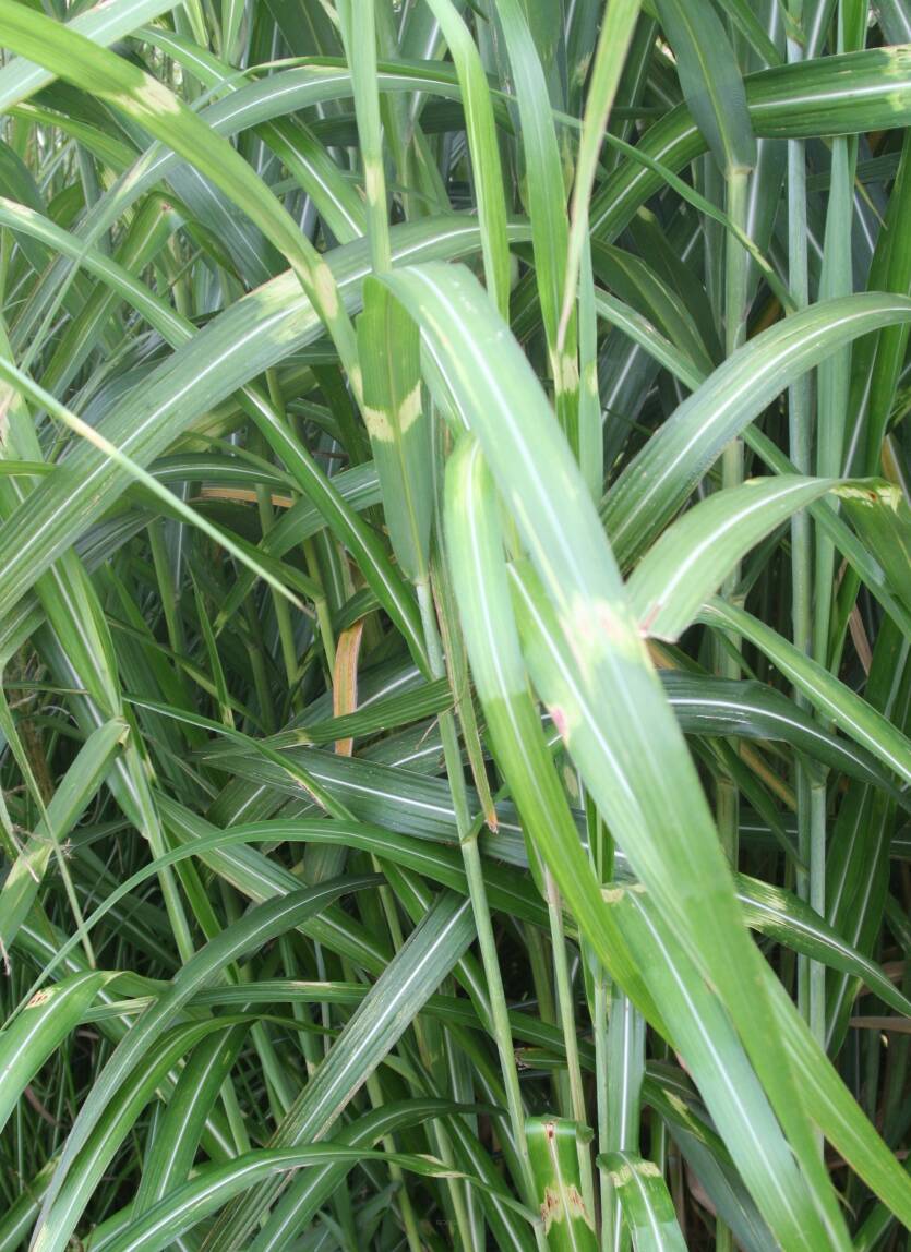 Miskant chiński 'Mega Dot' Miscanthus sinensis 'Mega Dot' 