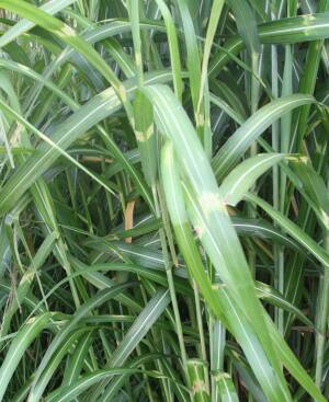 Miskant chiński 'Mega Dot' Miscanthus sinensis 'Mega Dot' 