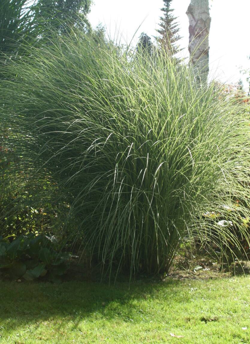 Miskant chiński 'Gracillimus' Miscanthus sinensis 'Gracillimus' 