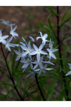 Amsonia wąskolistna Amsonia ciliata