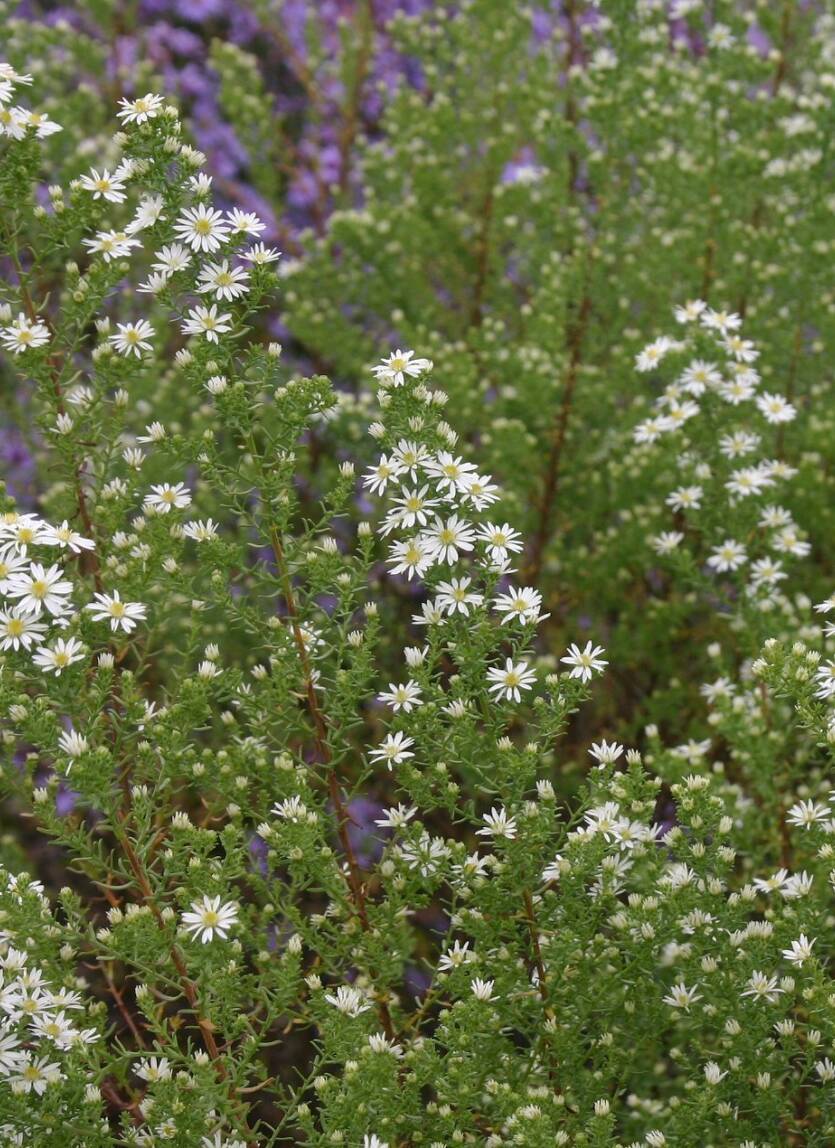 Aster wrzosolistny 'Schneetanne'  Symphyotrichum ericoides 'Schneetanne'