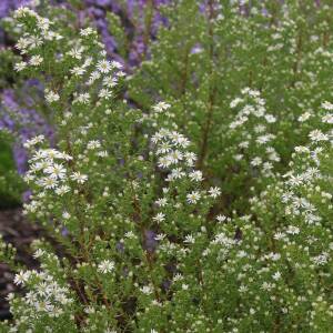 Aster wrzosolistny 'Schneetanne'  Symphyotrichum ericoides 'Schneetanne'