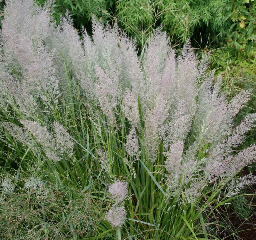 Trzcinnik krótkowłosy Calamagrostis brachytricha