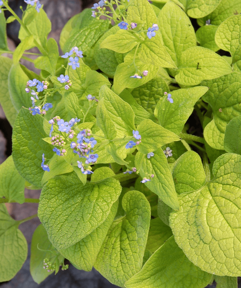 Brunera wielkolistna 'Green Gold' Brunnera macrophylla 'Green Gold'