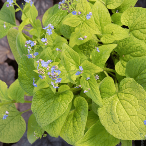 Brunera wielkolistna 'Green Gold' Brunnera macrophylla 'Green Gold'