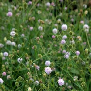 Czarcikęsik Kluka 'Frosted Pearls' Succisella inflexa 'Frosted Pearls' DOSTĘPNY PO 15 CZERWCA 2024