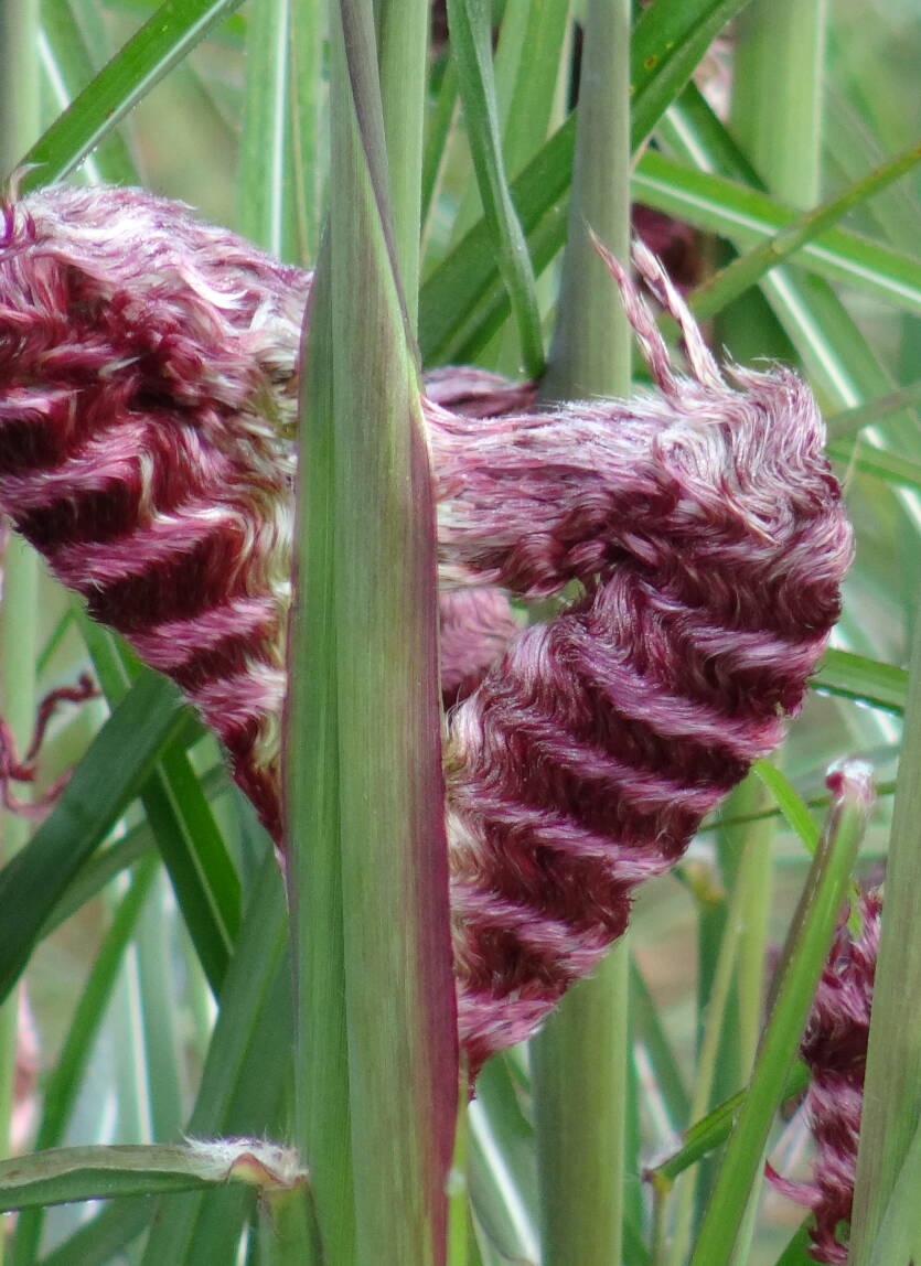 Miskant chiński 'Boucle' Miscanthus sinensis 'Boucle' PBR