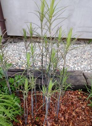 Kokoryczka curvistylum Polygonatum curvistylum DOSTĘPNA PO 15 CZERWCA 2024