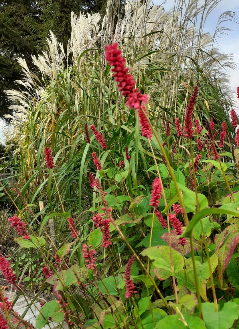 Rdest himalajski 'Fat Domino' Persicaria amplexicaulis 'Fat Domino' 