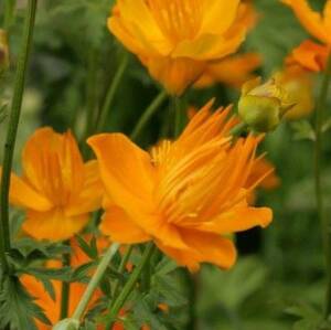 Pełnik chiński 'Golden Queen' Trollius chinensis 'Golden Queen'