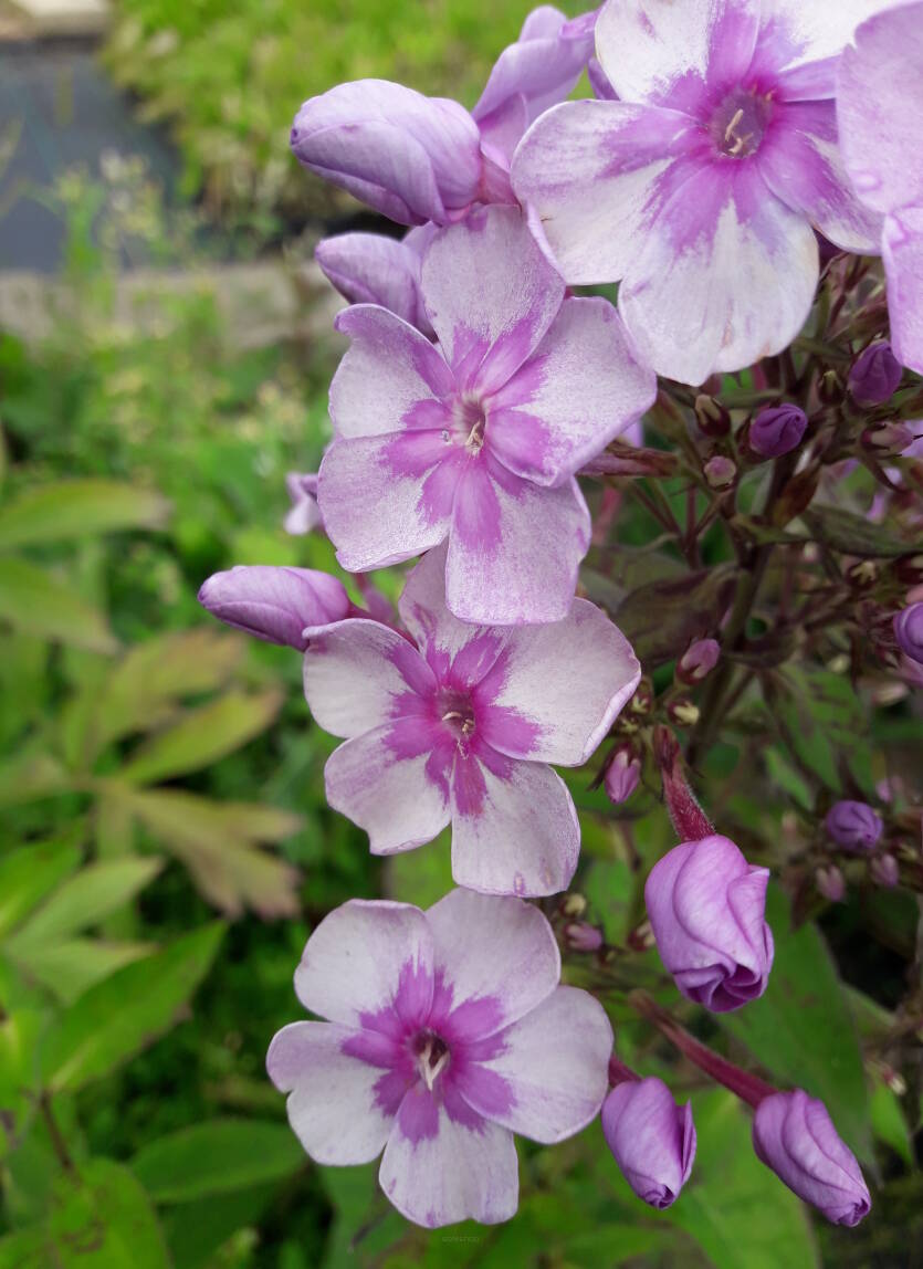 Floks wiechowaty 'Magic Blue'  Phlox paniculata 'Magic Blue'