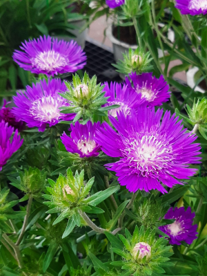 Stokezja gładka 'Amethyst' Stokesia laevis 'Amethyst' 