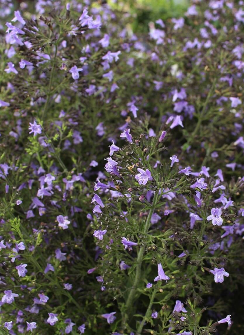 Kalaminta mniejsza 'Marvalette Blue' Calamintha nepeta 'Marvalette Blue' 