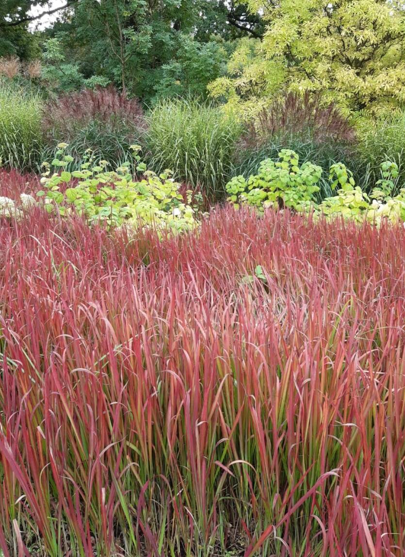 Imperata cylindryczna 'Red Baron'  Imperata cilindrica 'Red Baron'